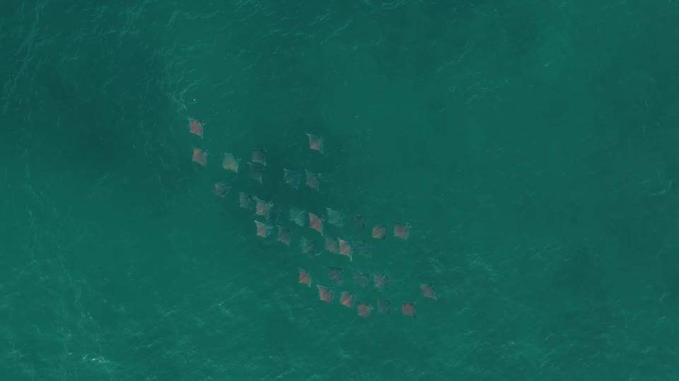 A ray migration in the turquoise shallows