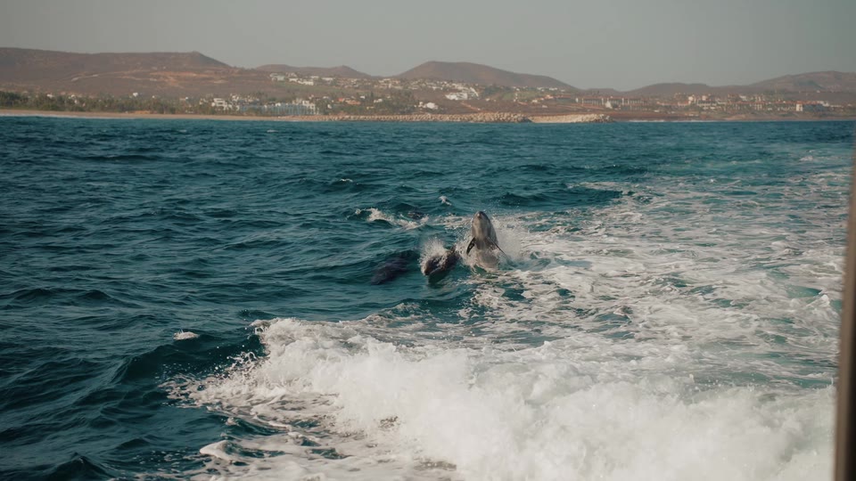 Dolphins riding the wake beside Ciao Cabo
